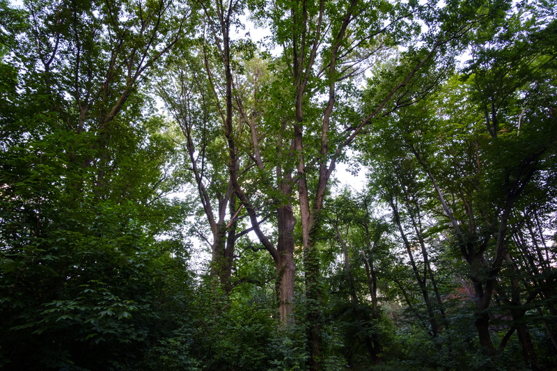 foliage, low angle view, tranquil scene, plant, non-urban scene, outdoors, green, woodland, no people, woods, dark, nature, leaves, beauty in nature, rainforest