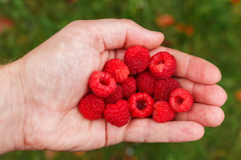 nutrition, vegetarian, vitamins, vitamin, macro, ripe raspberry, hands cupped, raspberries, ripe, in the summer time, healthy eating, raspberry, close-up