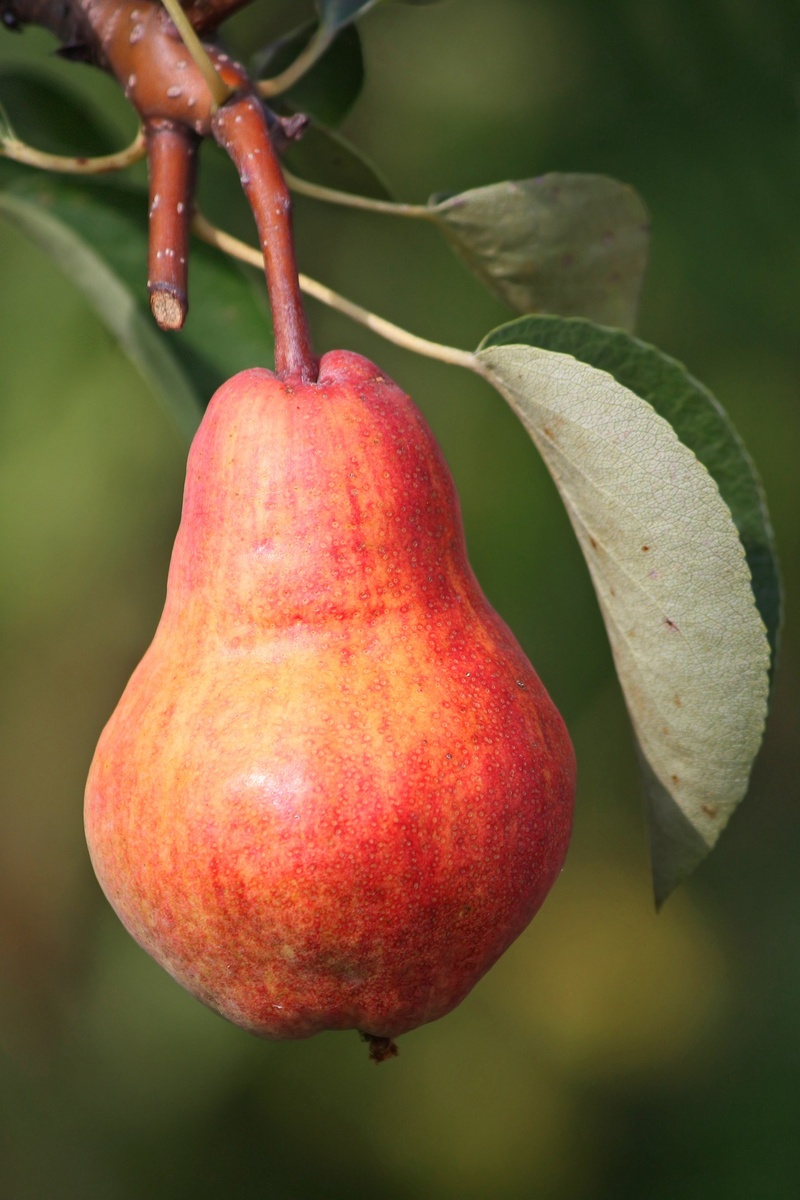 day, close-up, orchard, hanging, fresh, evening, twig, wellbeing, summer, harvest, vegetables, beauty in nature, no people, branch, crop, growth, pear