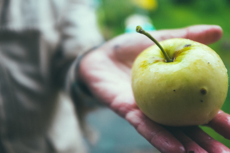day, freshness, picking, farm, background, fruit, fresh, food, apple, close-up, human hand, vegetarian, organic, healthy, natural, diet, bright, focus on foreground