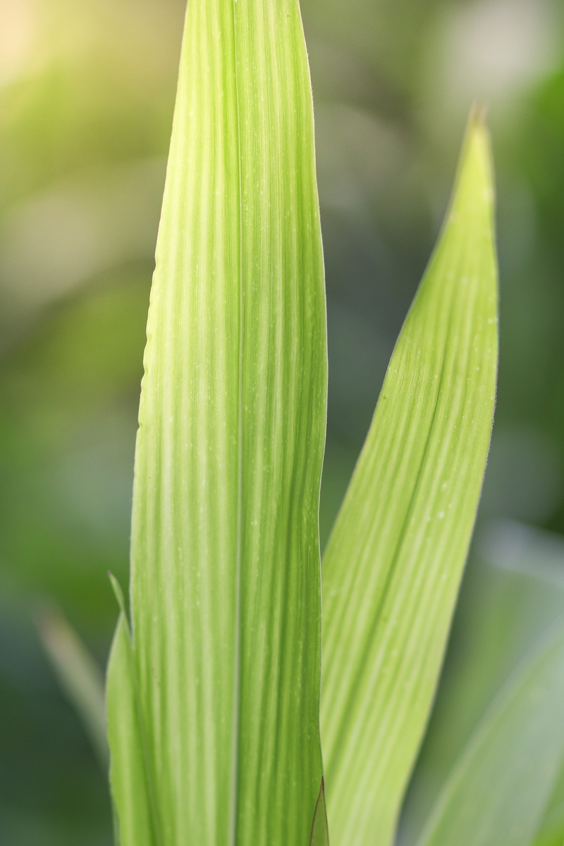 cultivated, rural, wellbeing, selective focus, culture, food, freshness, outdoors, beauty in nature, summer, Agriculture, farm, background, vulnerability