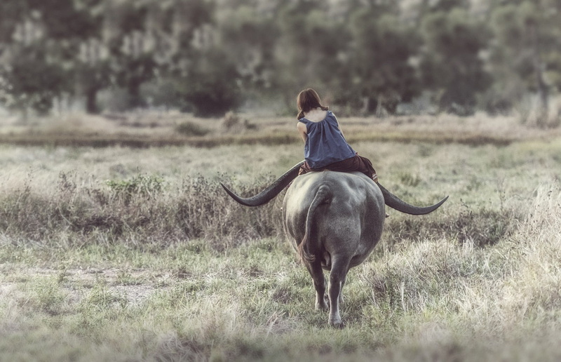 people, anime, Thailand, 720P, buffalo, farmers, farm, women