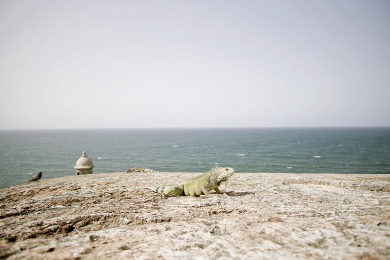 bearded, puerto rico, beach, birds, body, copy space, crawl, beauty in nature, san juan, no people, scenery, scenics - nature, environment, rock, leisure activities
