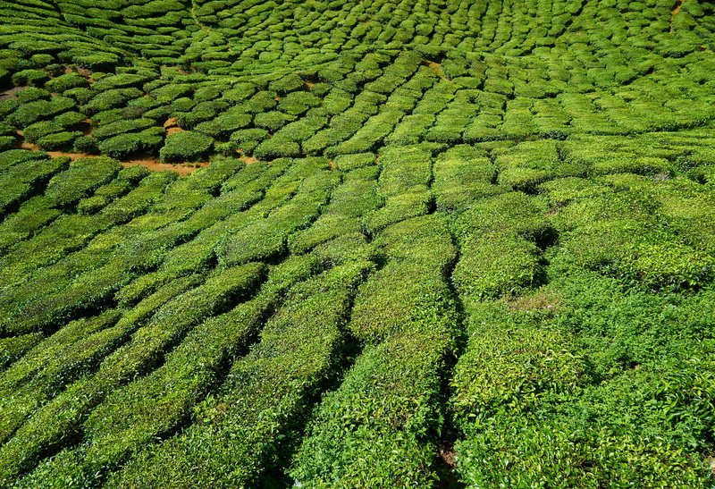 the leaves are, day, highland, plantation, green field, tree, plant, taylor, tea garden, color, travel, forest, summer, texture, great, vivid color, lush foliage