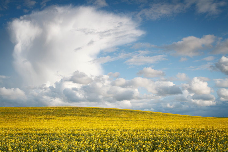 cloudy, barnwell, rural Scene, spring, dusk, flowers, outdoors, oundle, location, stormy, 5K, light, summer, oilseed Rape, nature, hill  farm, agriculture