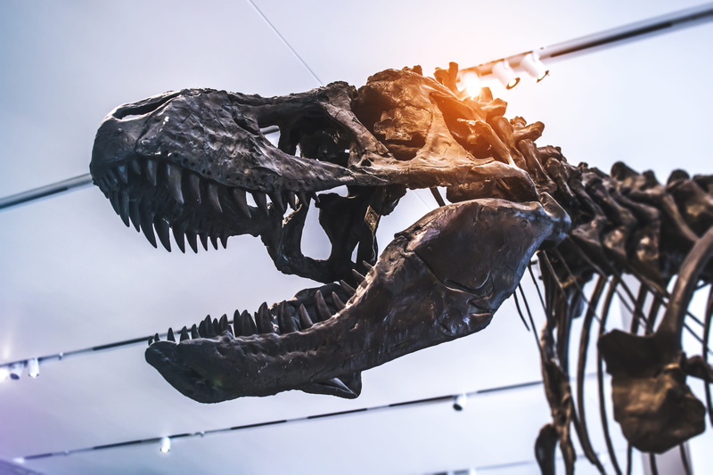 4K, sunlight, vertebrate, extinct, drying, t-rex, sky, dinosaur, focus on foreground, cable, outdoors, local, low angle view, rope, lifestyle, earth, animal body part