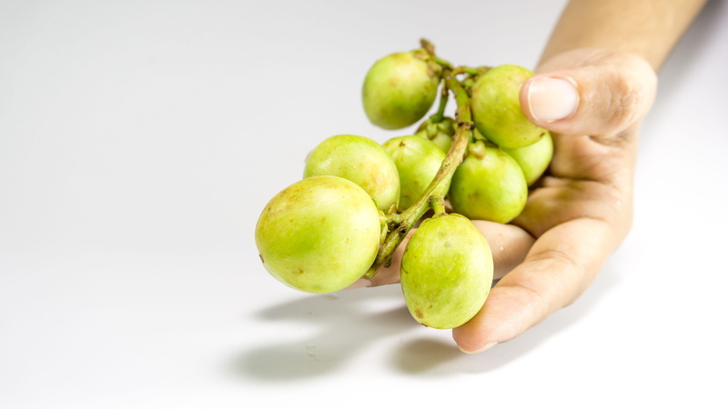 tropic, diet, Longkong, hand, healthy eating, exotic, green, asian fruit, vitamin, isolated, human body part, borneo, closeup, human hand, local, southern