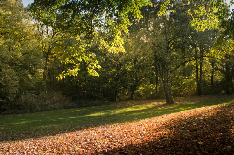 tranquility, no people, walk, nature reserve, non-urban scene, leaf, local recreation, rest, park, plant part, süderelbe, autumn collection, woodland, change