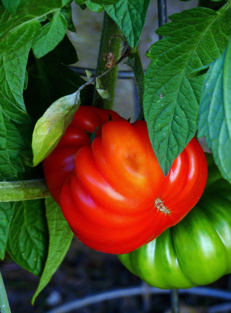 fruit, Healthy, Vegetable, of course, leaf, red, agriculture, organic, green Color, day, vegetable market, growth, delicious, Market, plant, vegetable Garden