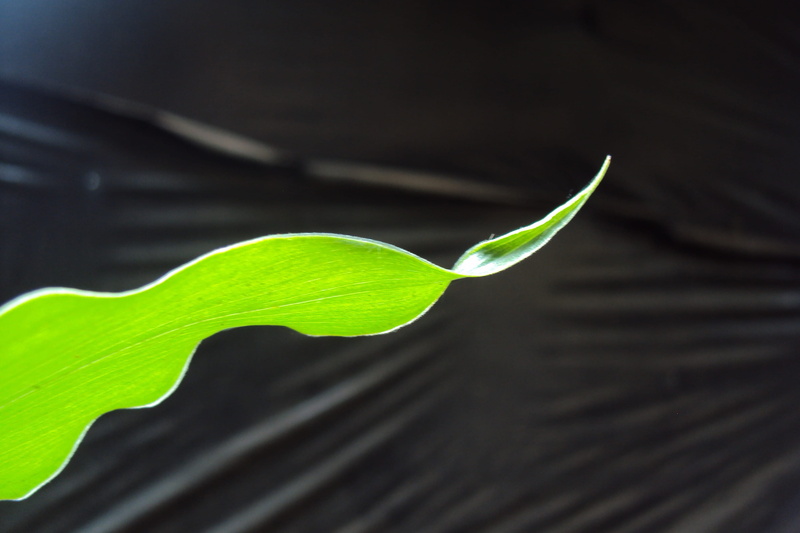 ginger leaf, macro, Ginger, abstract, indoors, growth, environmental conservation, green leaf, close-up, botany, black background, studio shot, green Color