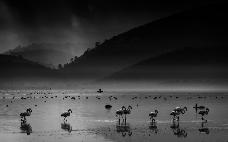 animal, Nine, Parade, seashore, 720P, Birds, Golu, Local Color, wildlife, Flamingo, Bafa, nature, Turkey, bird, Flamingos, BandW, Lake, flock
