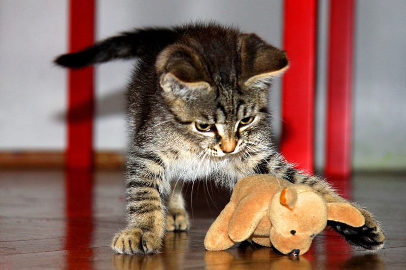 Toy, looking at camera, whisker, Tomcat, flooring, bear, Kitten, cat, no people, brown, one animal, domestic animals, looking away, mammal, animal themes
