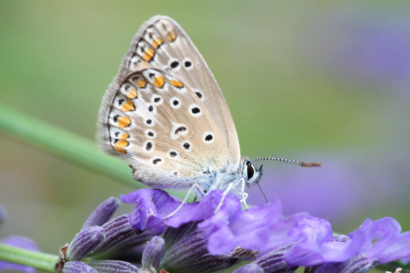 summer, butterfly, insect, multi Colored, animal, Papillon, france, beauty In Nature, luc, animal Wing, close-up, butterfly - Insect, gray, samsung, nx