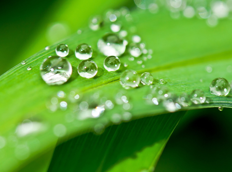 Plant, Close, no people, Water, flower, Aero, purity, dewdrop, drip, Relaxation, outdoors, droplets, halm, healthy, dew, close-up, Background, Clear, green color
