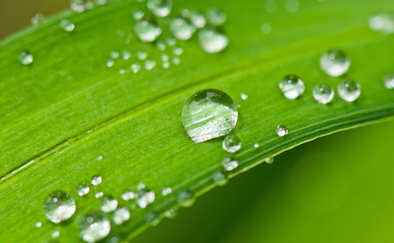 leaves, 4K, elixir, Clear, freshness, close-up, wet, Raindrop, rainy season, dew, botany, Grass, Macro, Relax, Close, vulnerability, plant part, purity