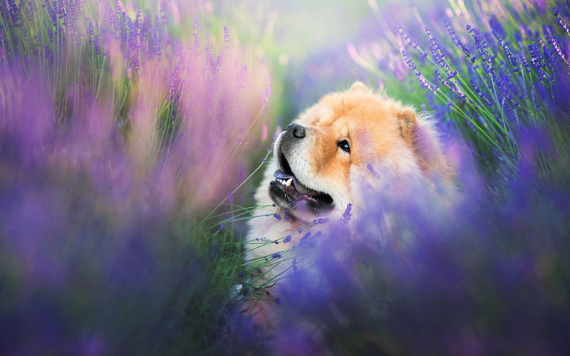 dog, 1080P, profile, language, sitting, look, face, pose, lilac background, red, lavender, portrait, Chow, flowers, bokeh, field, lavender field