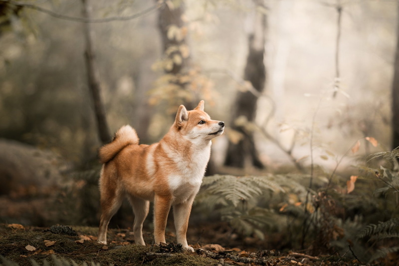 fox, pets, no people, small, animal wildlife, one animal, Pet, tree, nature, canine, animal themes, Dogs, forest, mammal, 1080P, Depth Of Field, day, full length