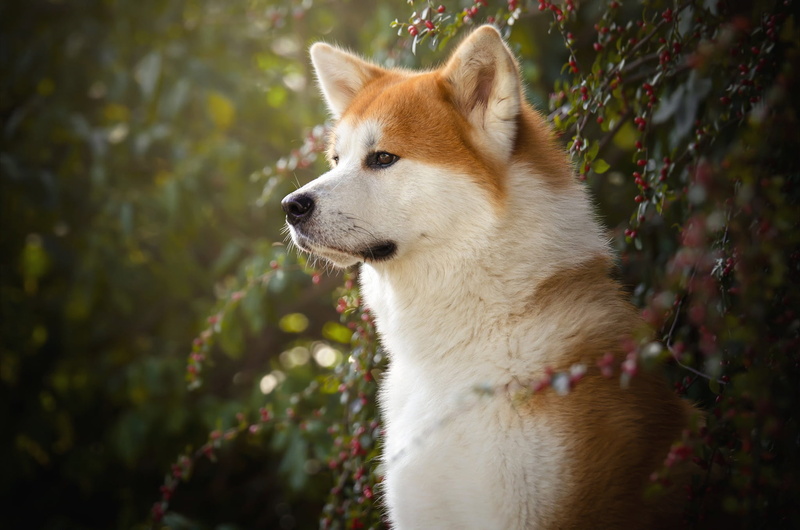 1080P, Pet, Dogs, Shiba Inu, Dog