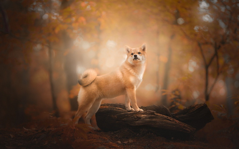 Shiba Inu, Dogs, 1080P
