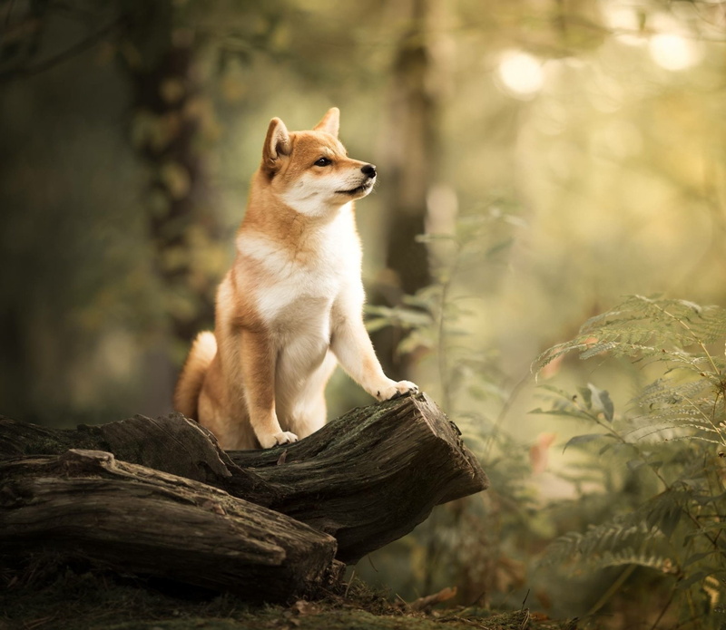 Baby Animal, Dogs, Dog, Pet, Shiba Inu, Depth Of Field, 1080P, Puppy