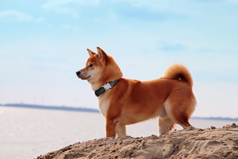 looking, solid, canine, shiba, nature, japanese, 2K, small, ocean, inu, vertebrate, dog, brown, no people, sand, pets, one animal, domestic animals, mammal