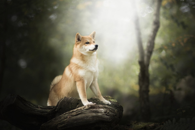 Dogs, Shiba Inu, Dog, 1080P
