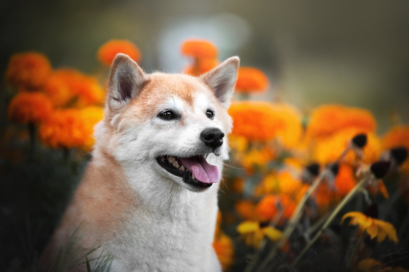 Pet, Dogs, 1080P, Shiba Inu, Dog