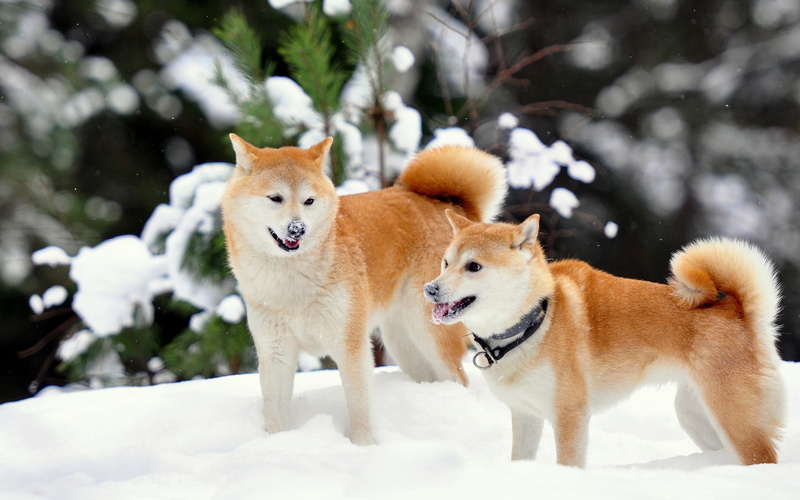 shiba, snow, inu, winter, 1080P
