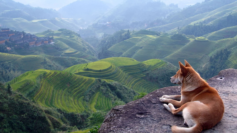 landscape, Terraces, dog, Shiba Inu, 1080P