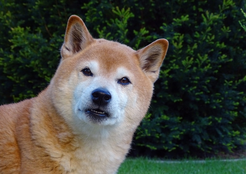 dog, domestic animals, vertebrate, grass, animal portrait, focus on foreground, hundeportrait, day, canine, dog look, mammal, no people, looking at camera