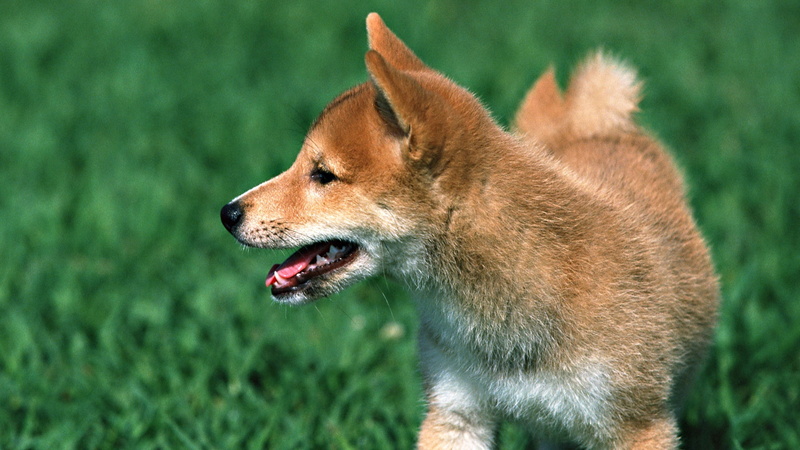 domestic animals, brown, shiba, animal wildlife, domestic, canine, mouth open, side view, animal body part, animal, animals in the wild, animal mouth, mouth