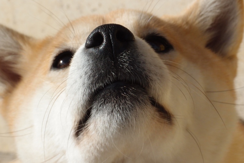 vertebrate, one animal, animal, dog, shiba inu, animal nose, animal head, inu, animal themes, nose, close, pets, snout, portrait, canine, shiba, looking at camera