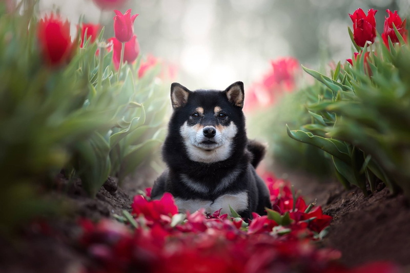 1080P, Dog, Dogs, Shiba Inu, Pet