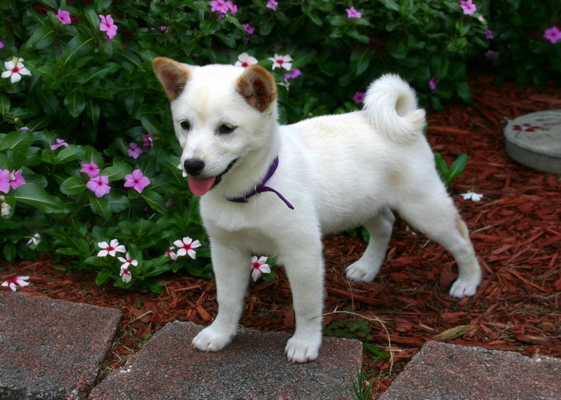 animal themes, animal, looking, puppy, pomeranian, nature, flower, standing, mammal, vertebrate, flowering plant, white color, domestic animals, white