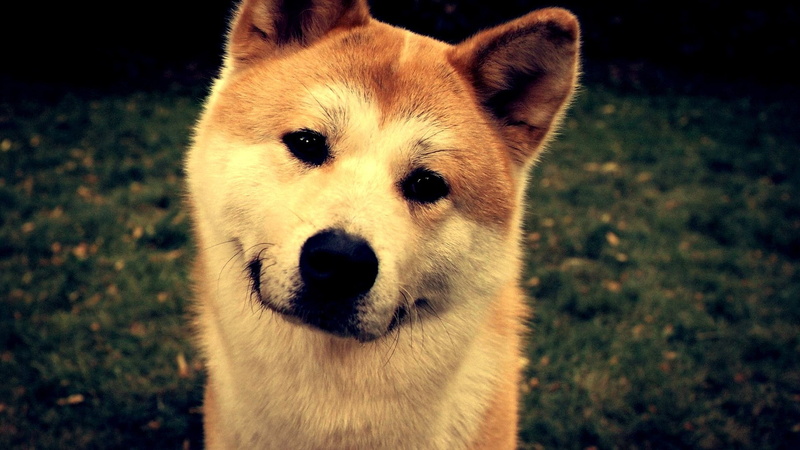 inu, x, shiba, animals, 1080P, dogs, art, hd