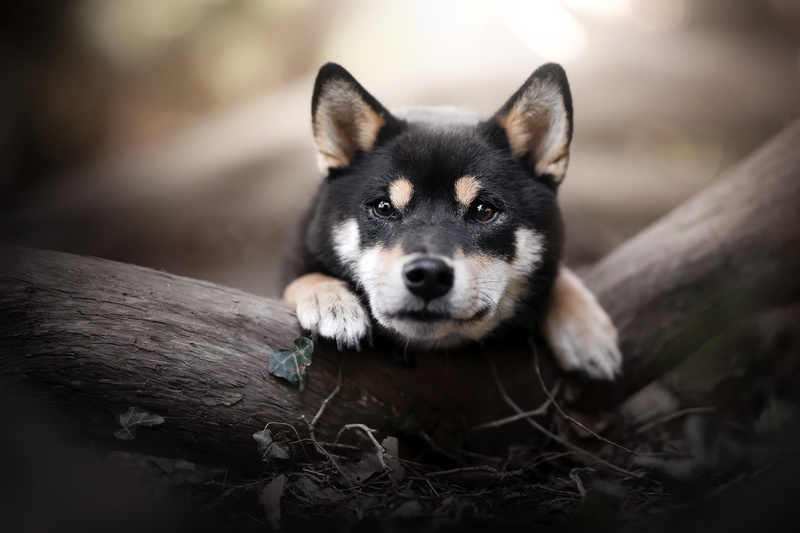 Puppy, Shiba Inu, Baby Animal, Dog, Pet, 1080P, Dogs