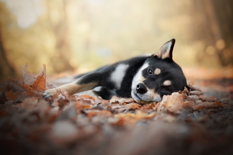 Fall, 1080P, Dogs, Baby Animal, Dog, Depth Of Field, Puppy, Shiba Inu