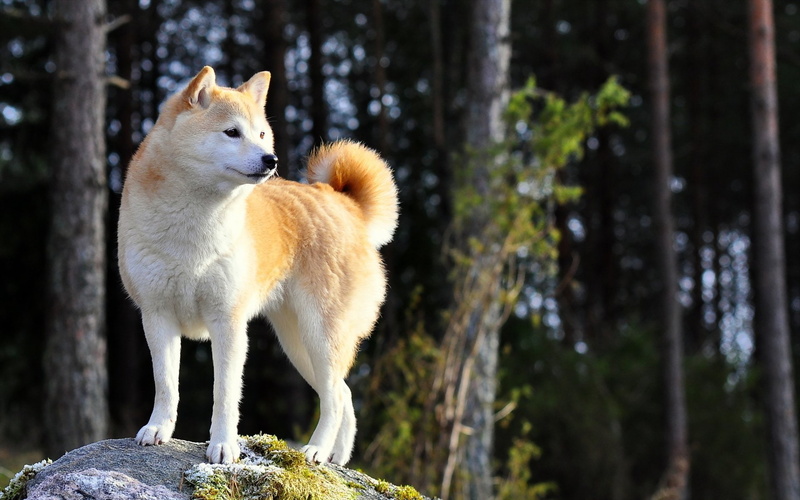 1080P, Dogs, Shiba Inu