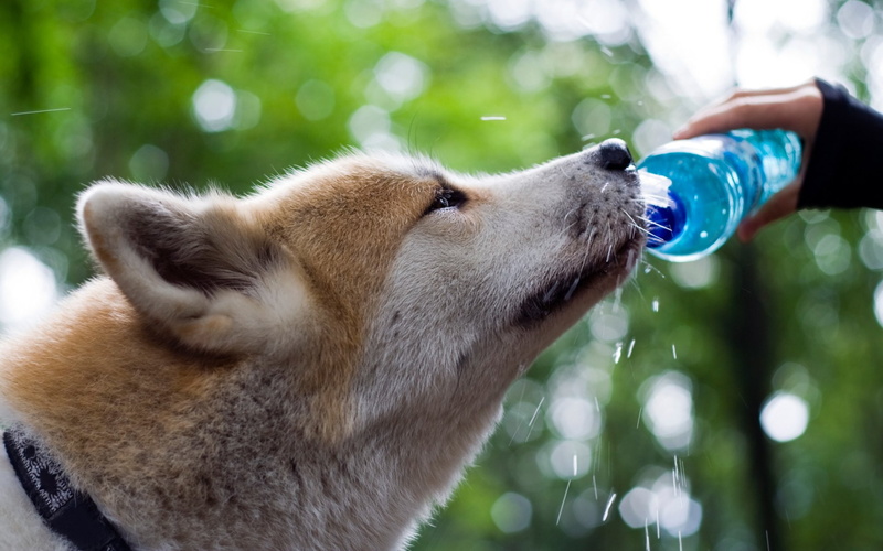 human body part, mammal, pets, food and drink, focus on foreground, Shiba Inu, dog, one person, hand, refreshment, drinking, outdoors, one animal, 1080P
