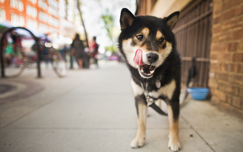 Shiba Inu, 1080P, Dogs