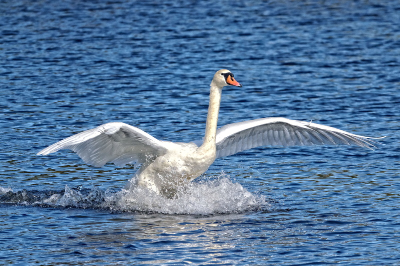 swan, 5K, vertebrate, bird, water bird, beauty in nature, day, flapping, water, one animal, no people, animals in the wild, splash, lake, animal wildlife