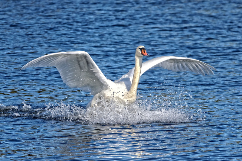 swimming, animal, 5K, waterfront, one animal, animals in the wild, nature, vertebrate, animal wing, bird, no people, landing, lake, united kingdom, mute swan