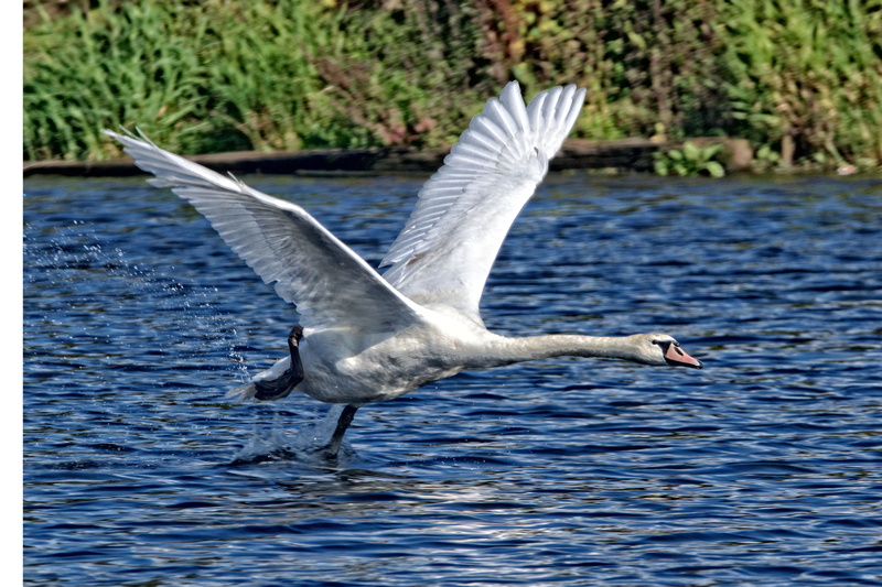animal themes, spread wings, river, united kingdom, animal wing, outdoors, no people, animal wildlife, mid-air, vertebrate, animals in the wild, burton joyce