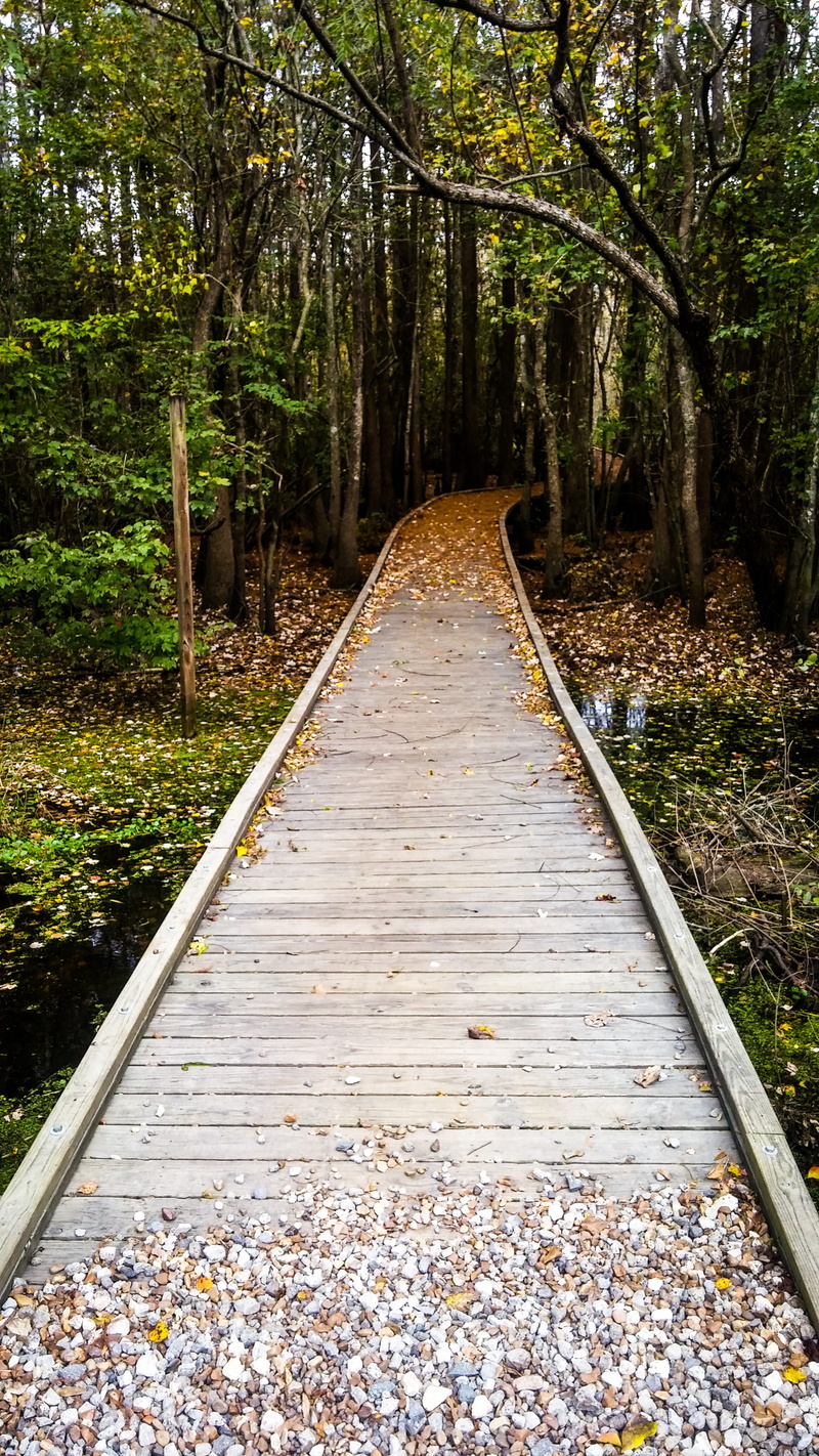 forest, direction, joyce wildlife swampwalk, railroad track, ponchatoula, tranquility, united states, beauty in nature, no people, long, plant, transportation