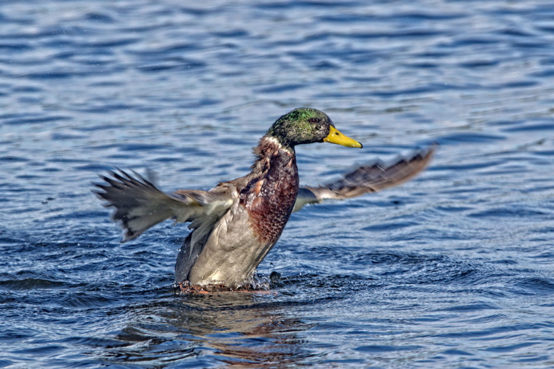 river, day, animal themes, beauty in nature, one animal, 5K, burton joyce, trent, water, side view, fish, bird, no people, outdoors, animal wildlife, beak