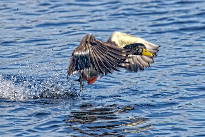 splash, flapping, duck, motion, lake, water bird, one animal, water, mallard, united kingdom, animal wildlife, vertebrate, rippled, burton joyce, no people