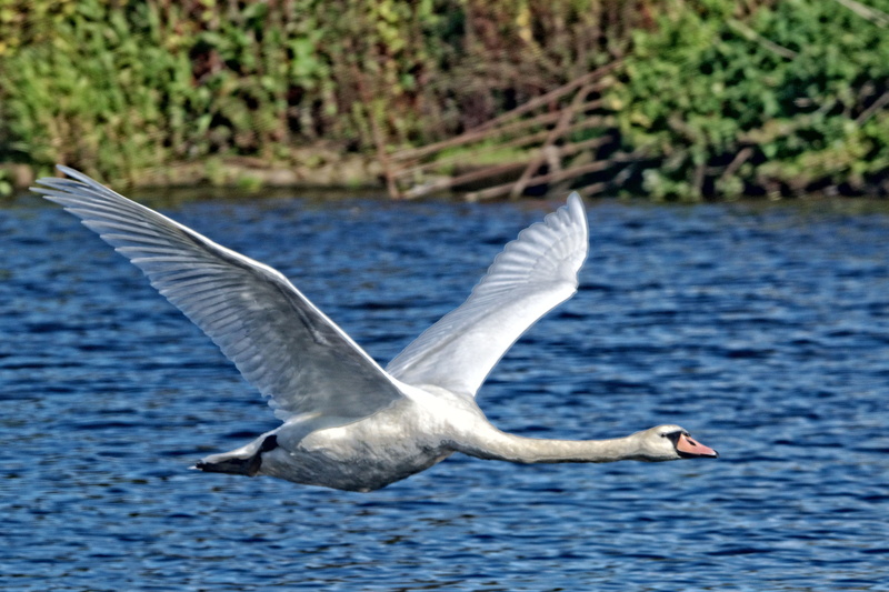 one animal, focus on foreground, no people, vertebrate, burton joyce, lake, 5K, animal themes, waterfront, seagull, water, animal, nature, flapping, water bird