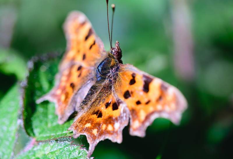 fly, animal body part, butterfly - Insect, wing, animal themes, animals in the wild, many-coloured, parti-coloured, insects, yellow, selective focus, exotic