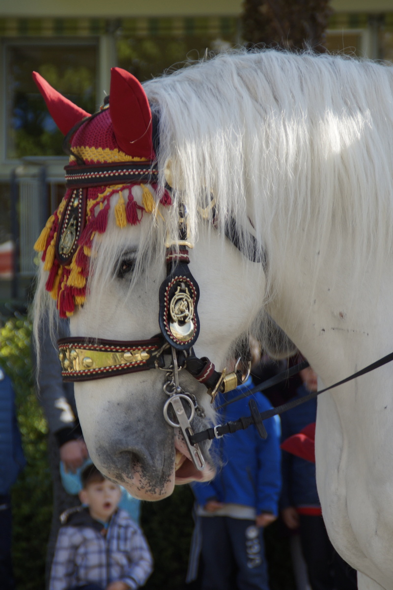 animal representation, animal themes, real people, livestock, mammal, herbivorous, 5K, representation, animal wildlife, blood friday, procession, outdoors