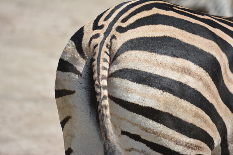 striped, herbivorous, horse, Animal, Zebra, animal head, close-up, wild animal, animals in the wild, animal themes, 5K, animal wildlife, mammal, one animal